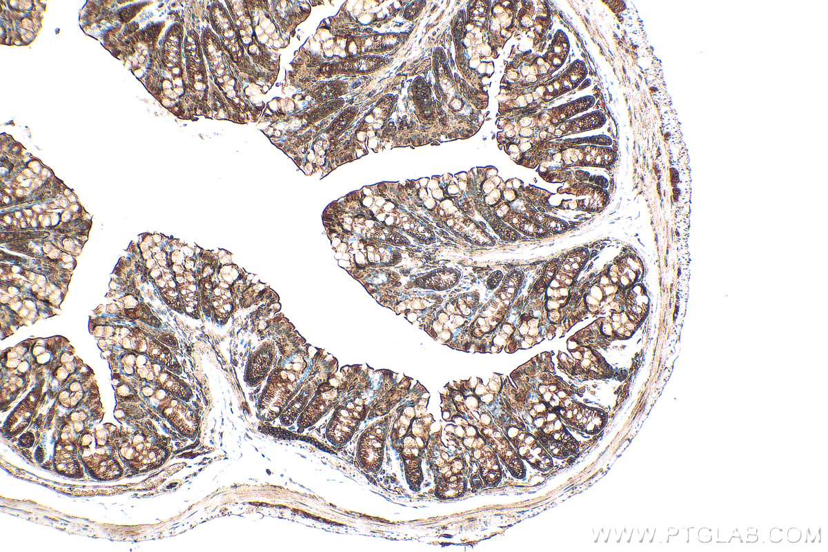 IHC staining of mouse colon using 83228-1-RR (same clone as 83228-1-PBS)