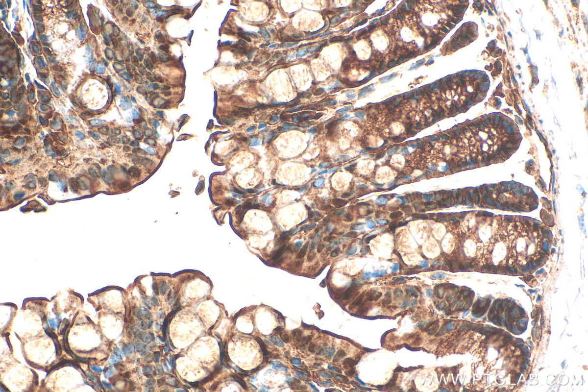 IHC staining of mouse colon using 83228-1-RR (same clone as 83228-1-PBS)