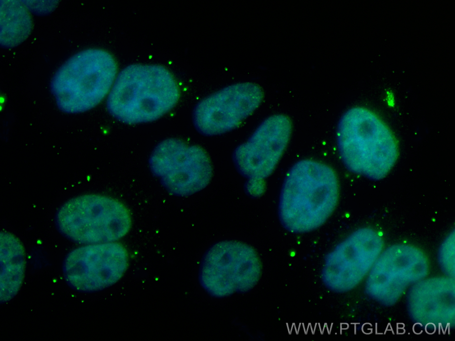 IF Staining of HepG2 using CL488-84017-5