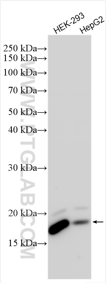 WB analysis using 10699-1-AP