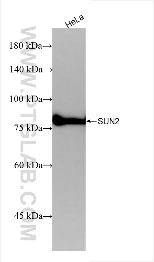 WB analysis of HeLa using 85103-3-RR