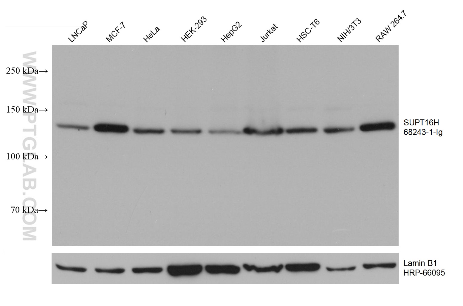 WB analysis using 68243-1-Ig