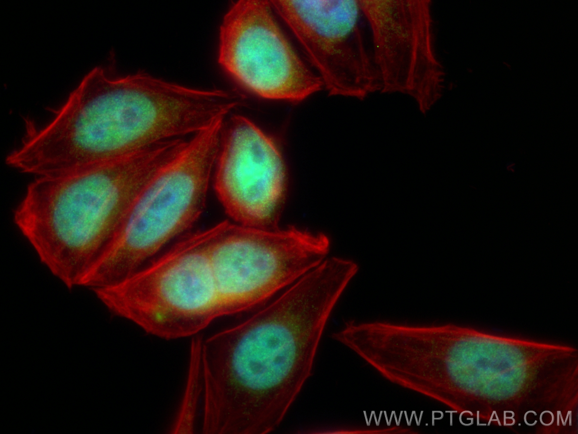 IF Staining of HepG2 using 16511-1-AP