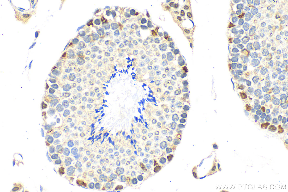 IHC staining of mouse testis using 16511-1-AP