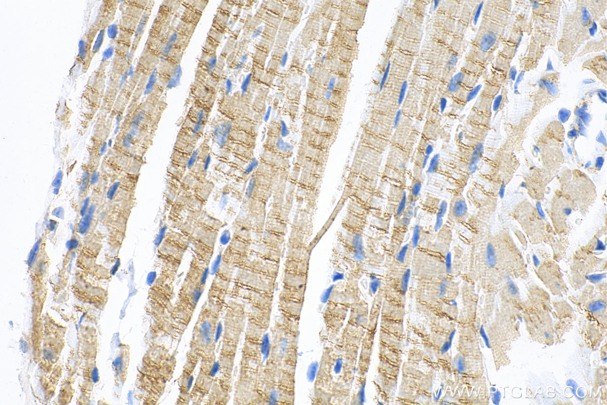 IHC staining of mouse heart using 83052-5-RR (same clone as 83052-5-PBS)