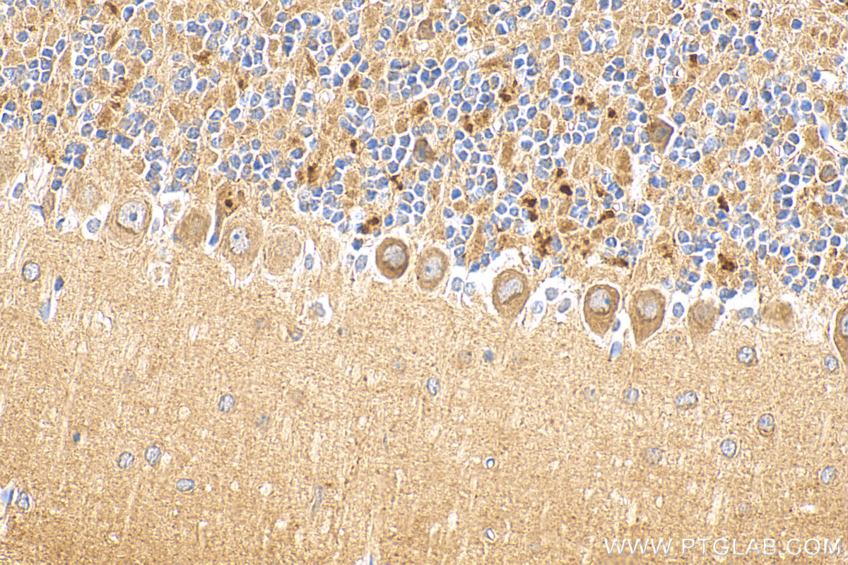 IHC staining of mouse cerebellum using 26829-1-AP