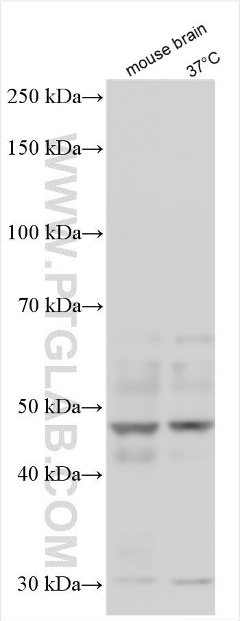 WB analysis using 26829-1-AP