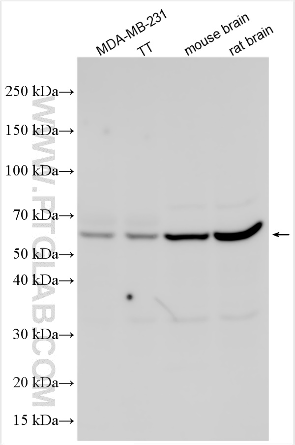 WB analysis using 26829-1-AP