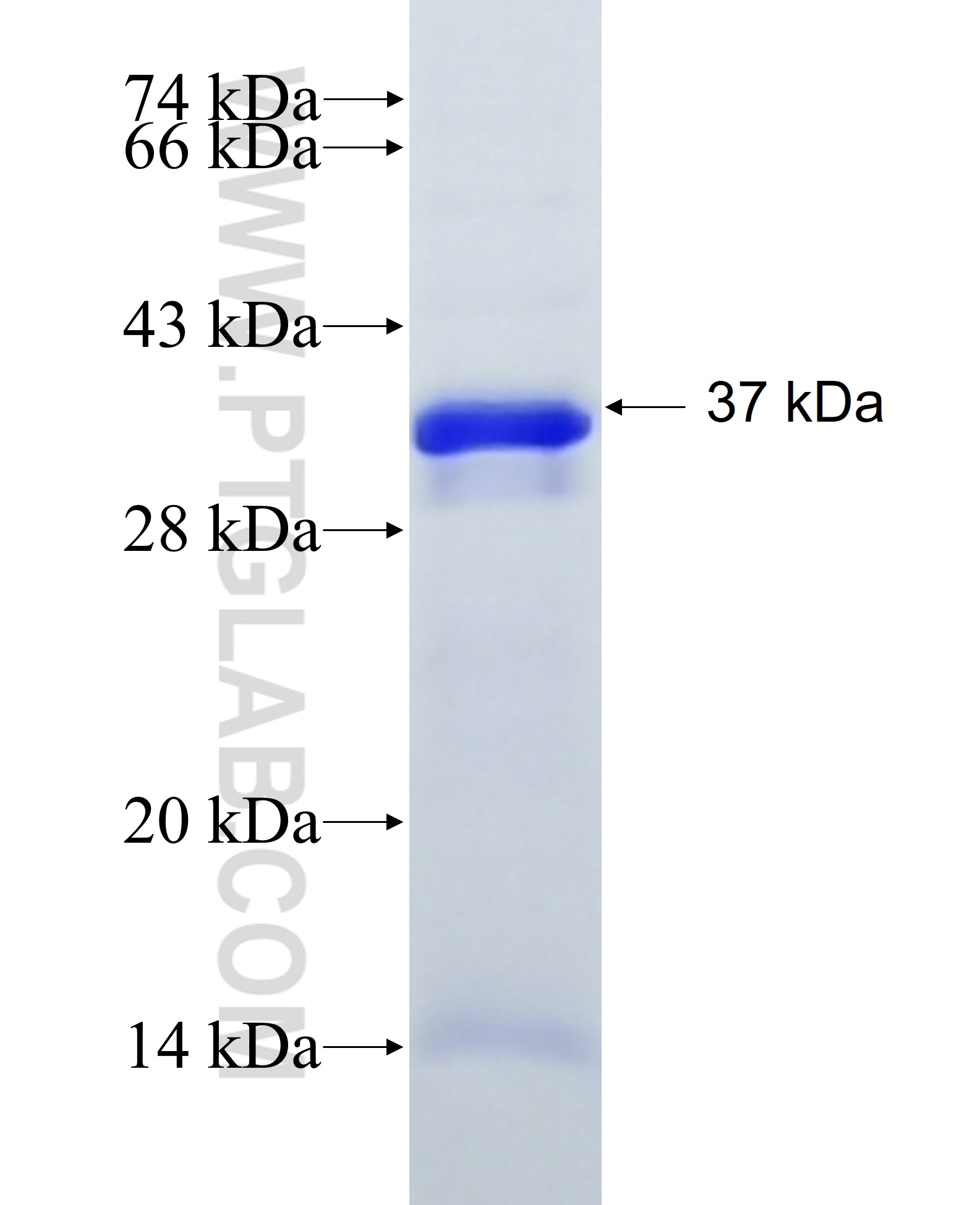 SUSD4 fusion protein Ag25346 SDS-PAGE