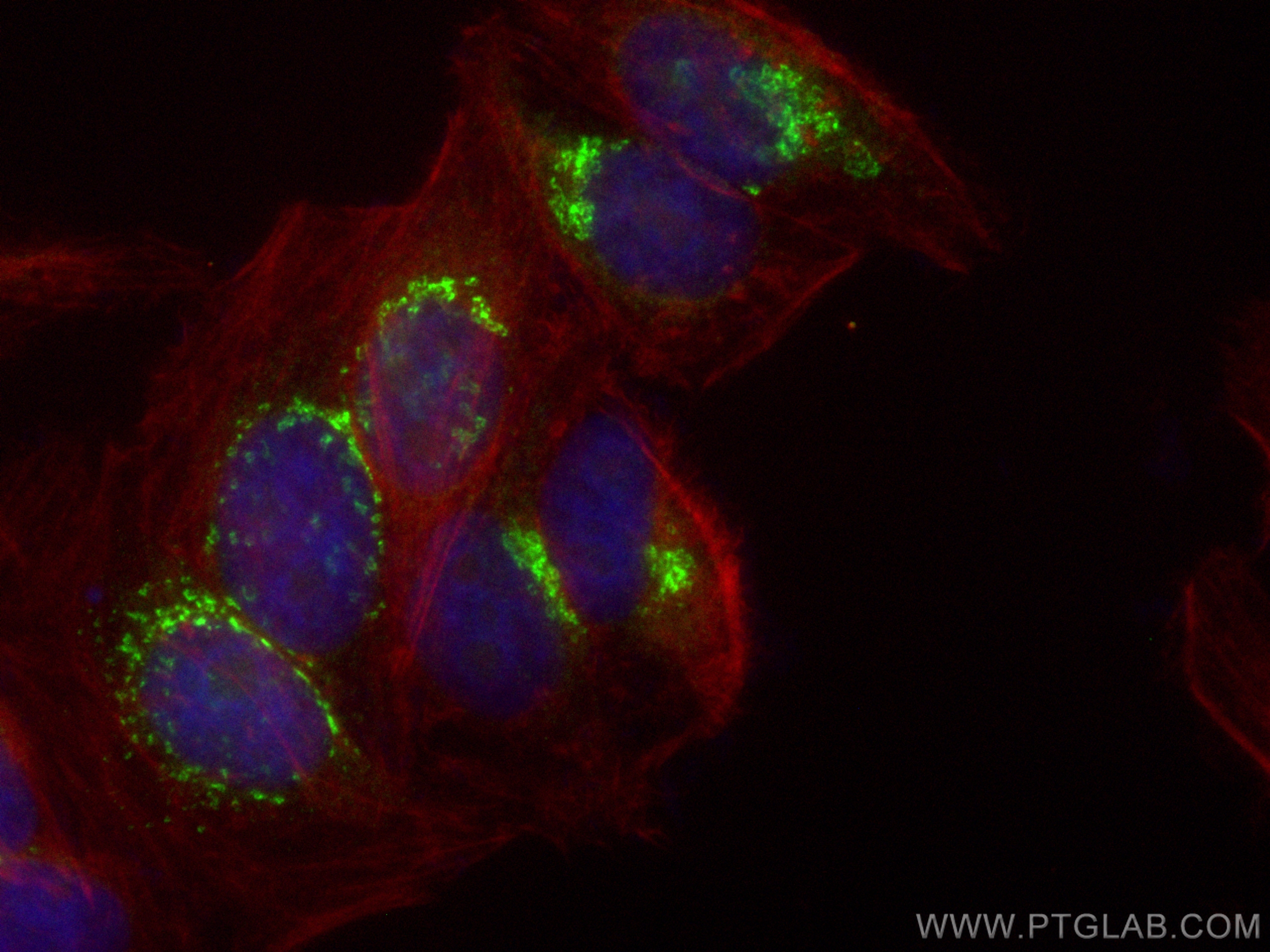 IF Staining of HepG2 using CL488-16272