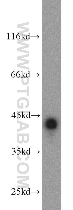 WB analysis of mouse testis using 17406-1-AP