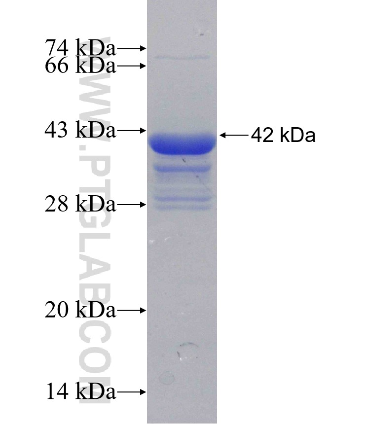 SYN1 fusion protein Ag31091 SDS-PAGE