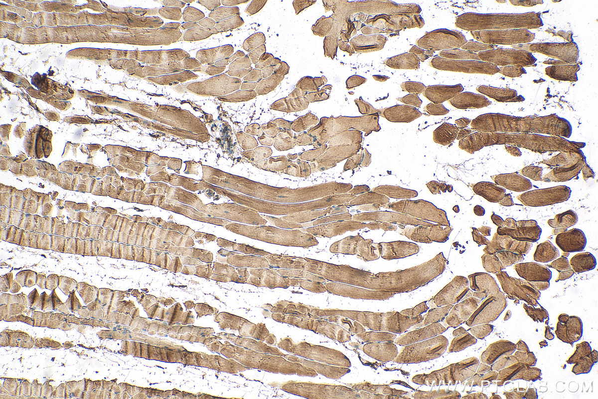 IHC staining of mouse skeletal muscle using 25151-1-AP