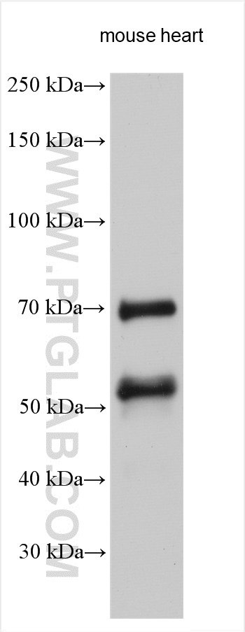 WB analysis using 25151-1-AP