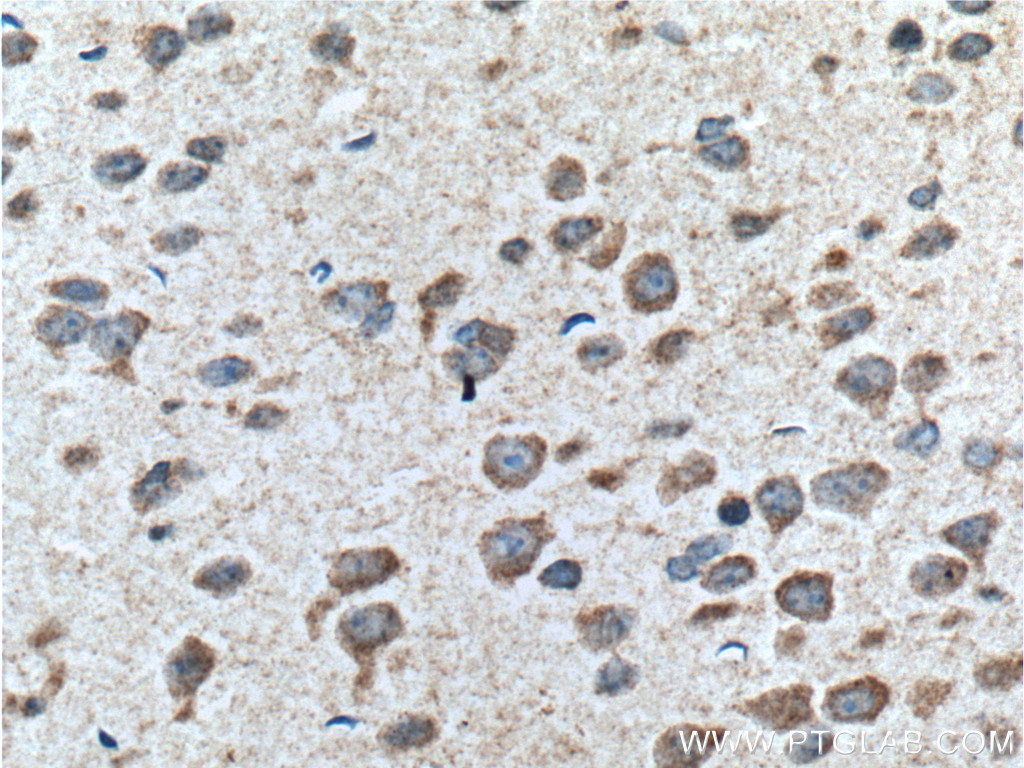 IHC staining of mouse brain using 19739-1-AP
