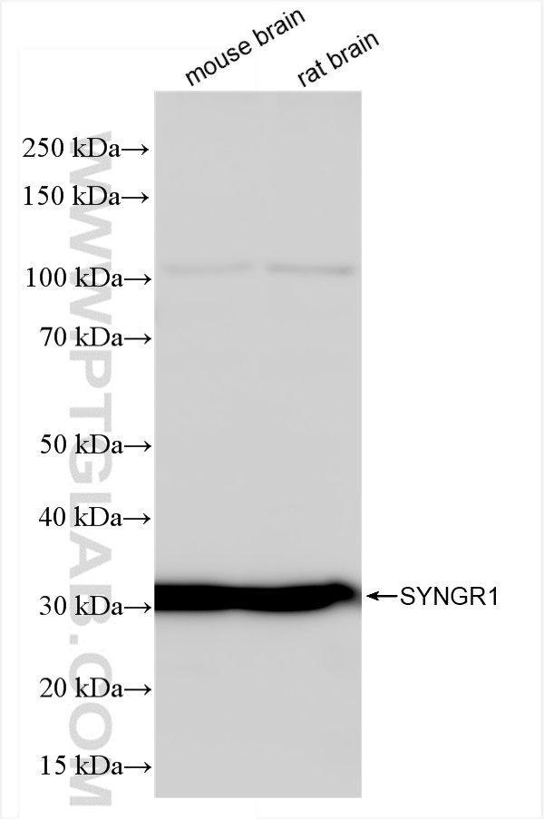 WB analysis using 84161-3-RR (same clone as 84161-3-PBS)