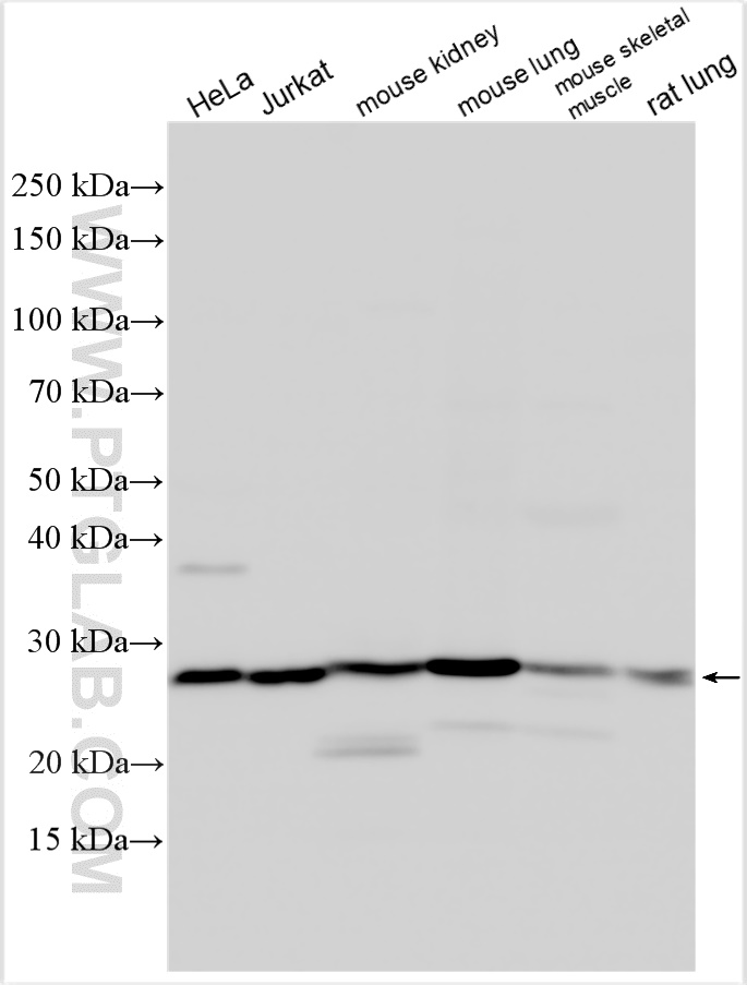 WB analysis using 10461-1-AP