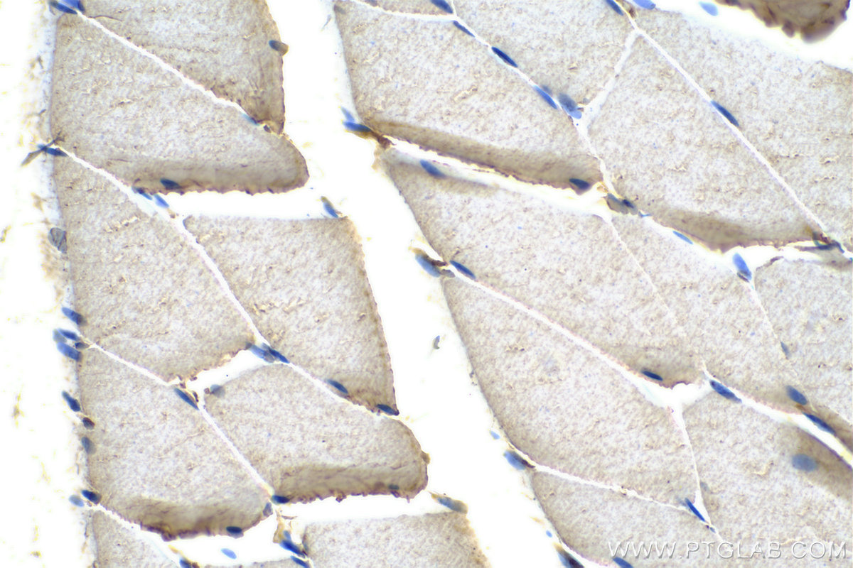 IHC staining of rat skeletal muscle using 24677-1-AP