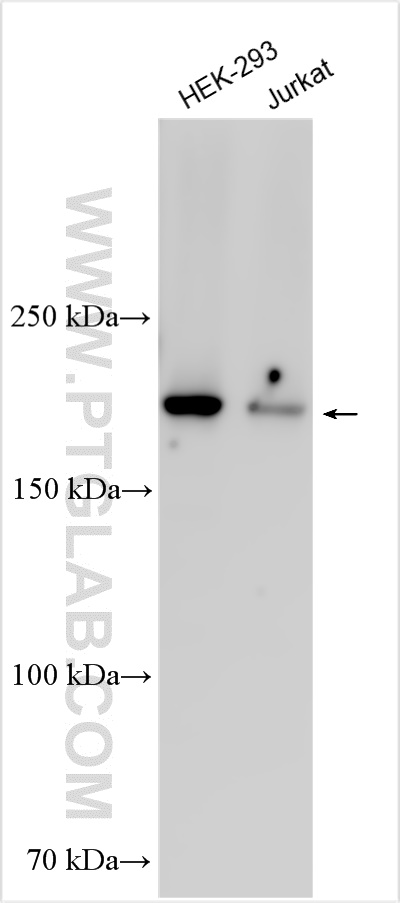 WB analysis using 30391-1-AP