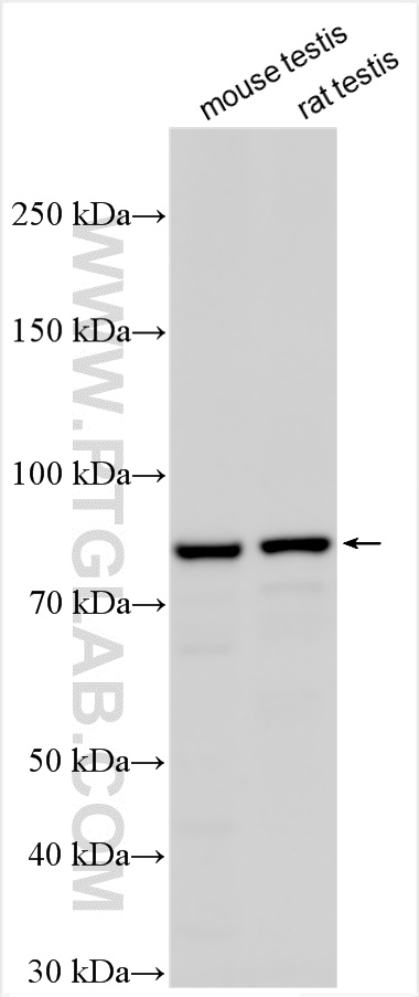 WB analysis using 21480-1-AP