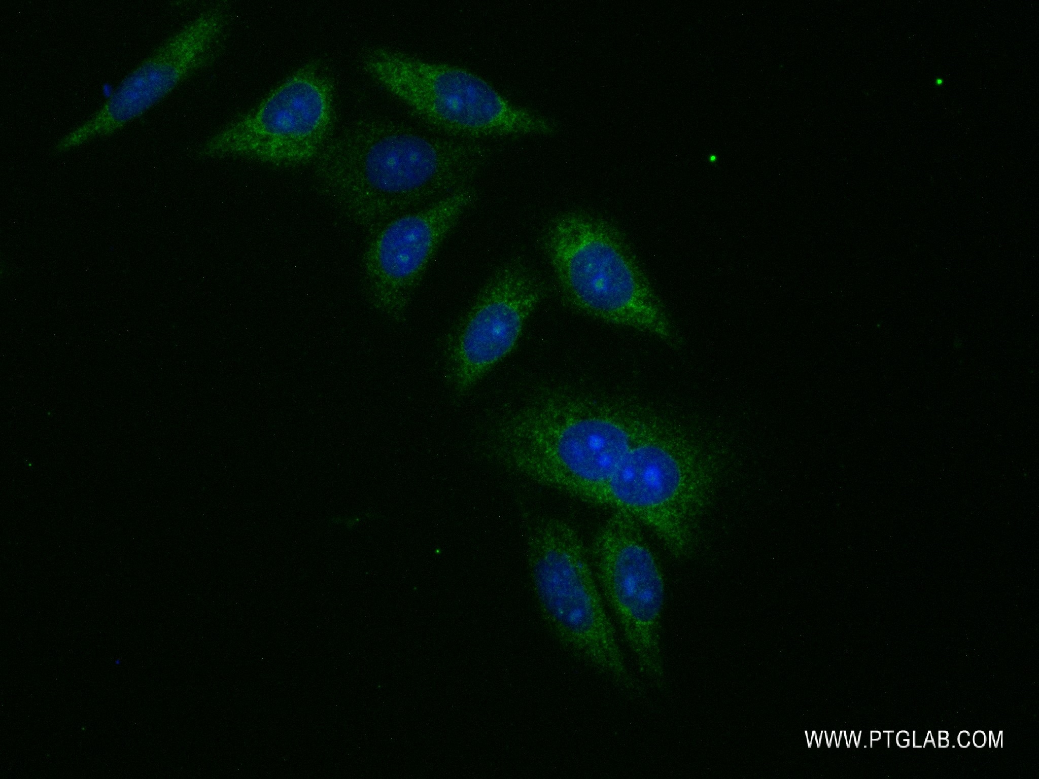 IF Staining of HepG2 using 83532-3-RR