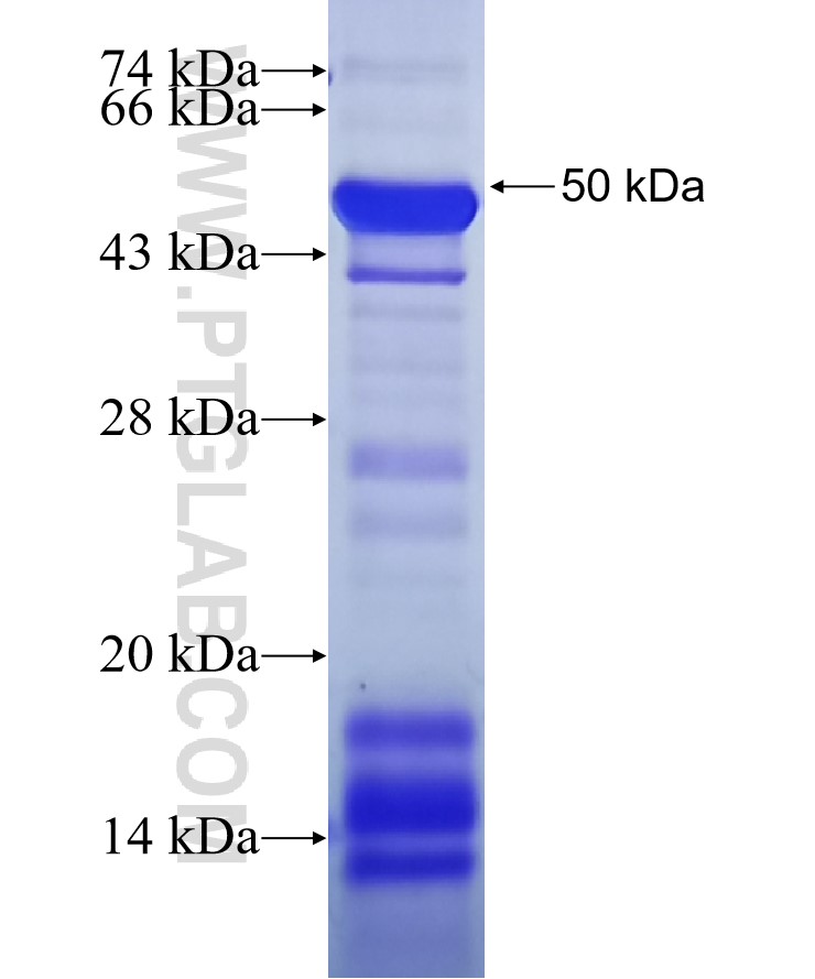 SYNPO2L fusion protein Ag34027 SDS-PAGE