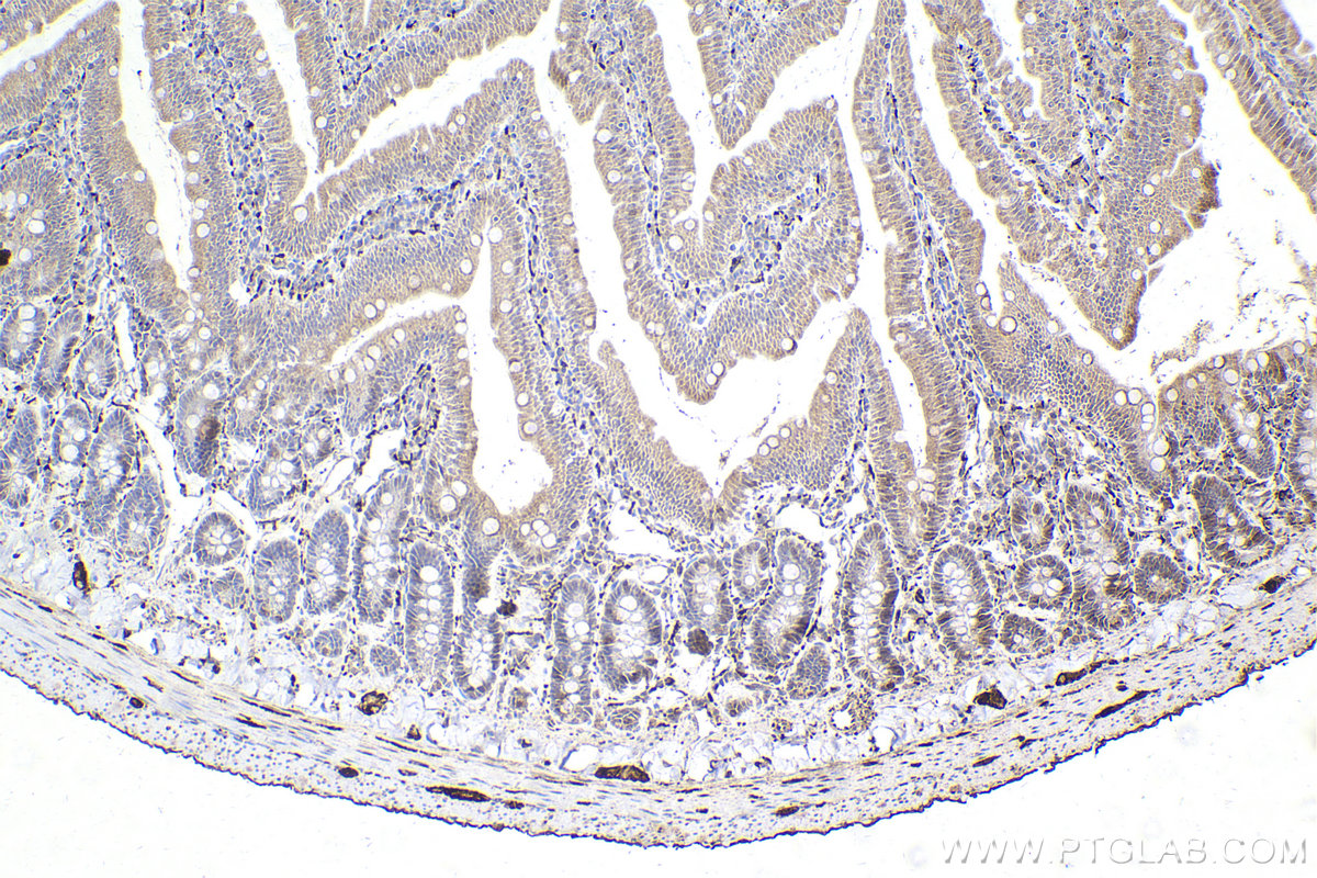 IHC staining of rat small intestine using 14511-1-AP