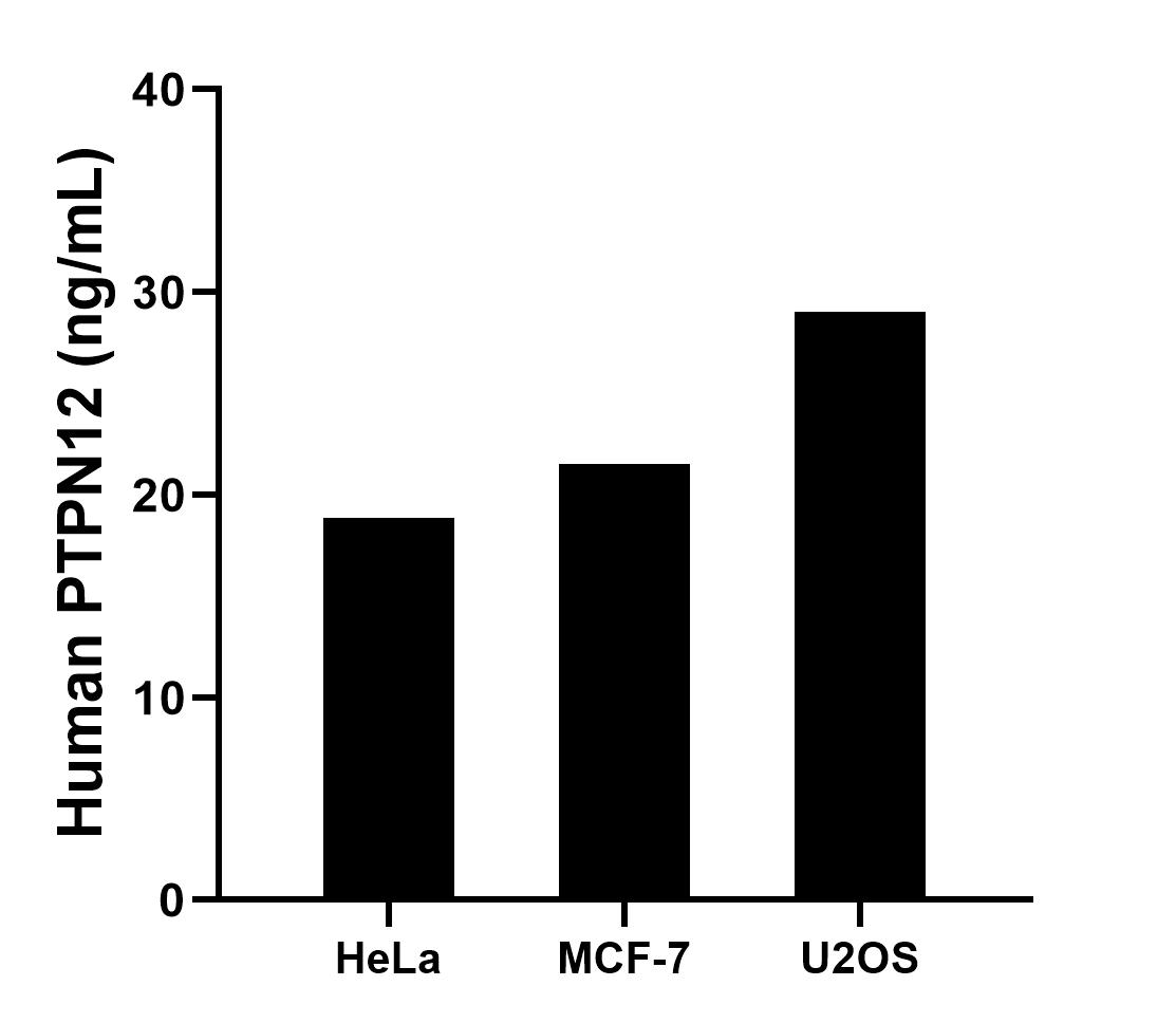 The mean PTPN12 concentration was determined to be 18.88 ng/mL in HeLa cell extract based on a 1.2 mg/mL extract load, 21.55 ng/mL in MCF-7 cell extract based on a 1.2 mg/mL extract load and 29.01 ng/mL in U2OS cell extract based on a 1.3 mg/mL extract load. The mean PTPN12 concentration was determined to be 18.88 ng/mL in HeLa cell extract based on a 1.2 mg/mL extract load, 21.55 ng/mL in MCF-7 cell extract based on a 1.2 mg/mL extract load and 29.01 ng/mL in U2OS cell extract based on a 1.3 mg/mL extract load.