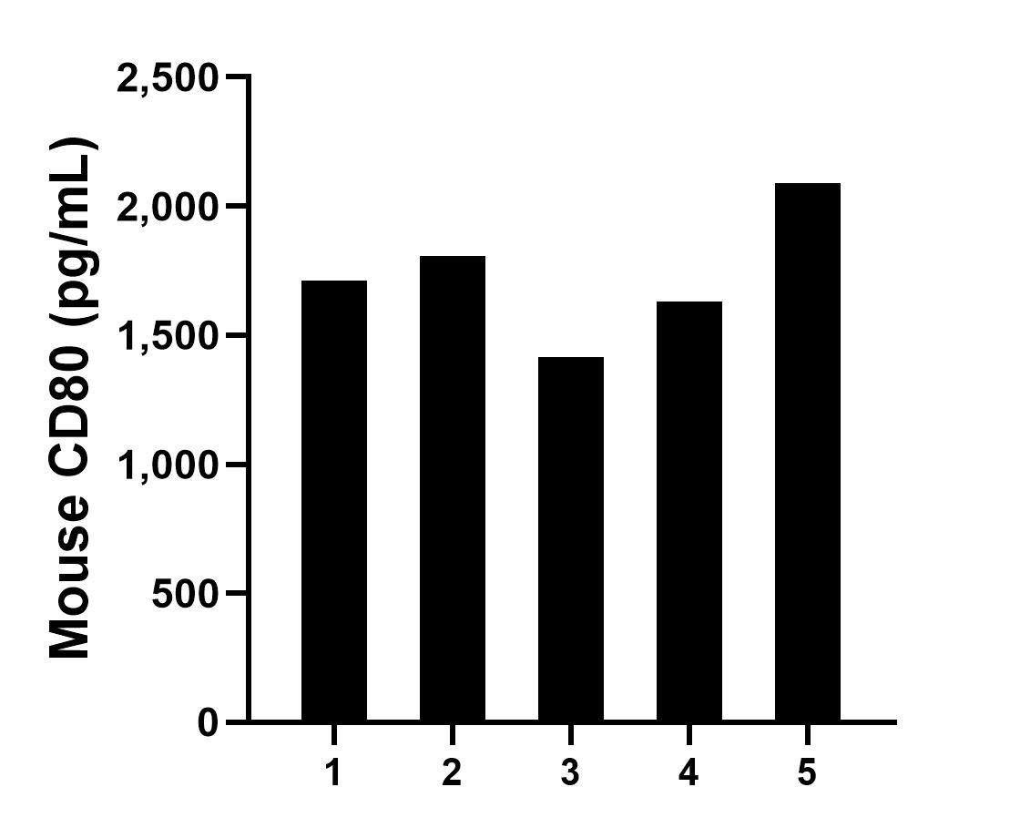 Serum of five mice was measured. The mouse CD80/B7-1 concentration of detected samples was determined to be 1,731.45 pg/mL with a range of 1,416.7 - 2,090.4 ng/mL.	