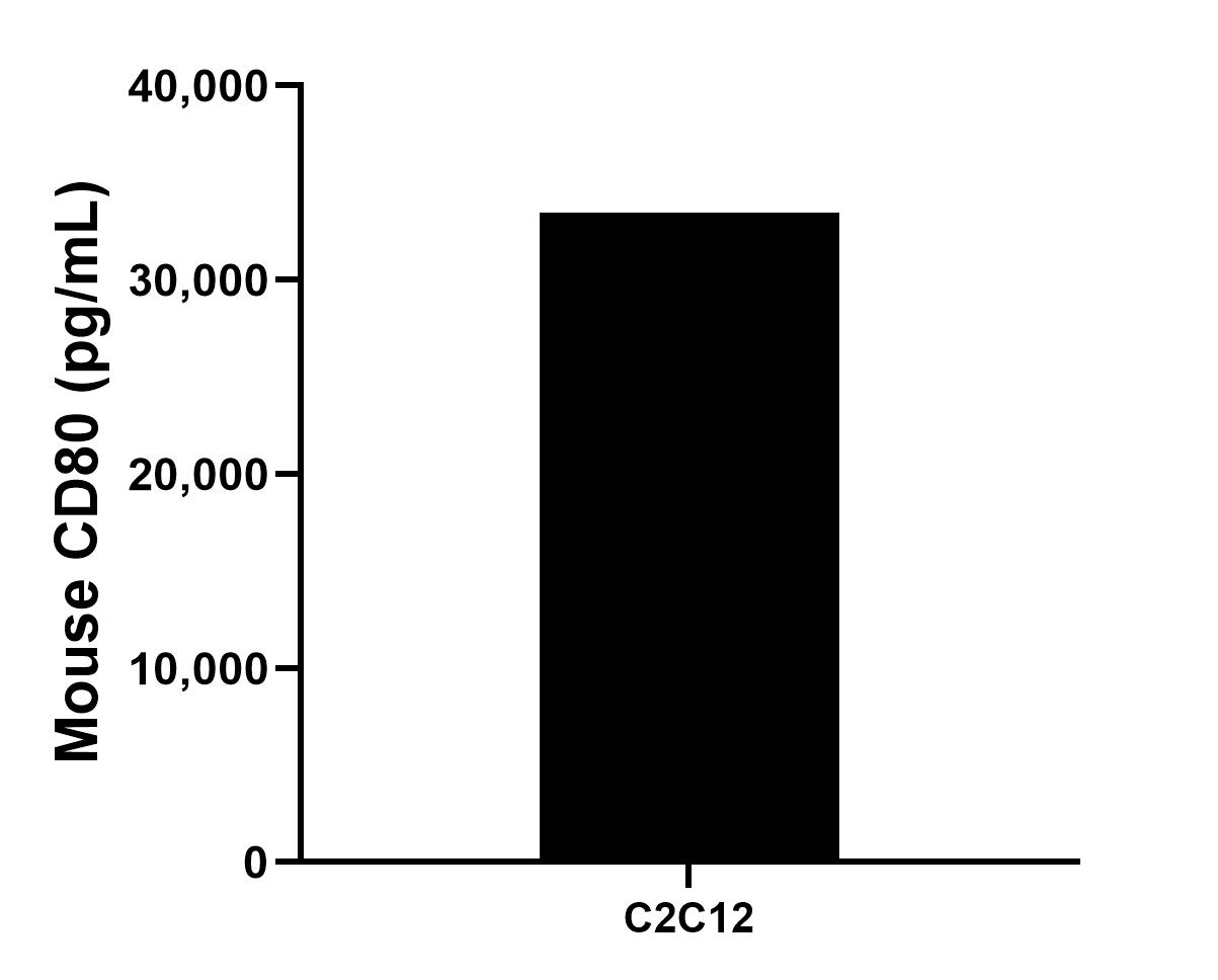 The mean CD80/B7-1 concentration was determined to be 33,454.1 pg/mL in C2C12 cell extract based on a 3.2 mg/mL extract load.