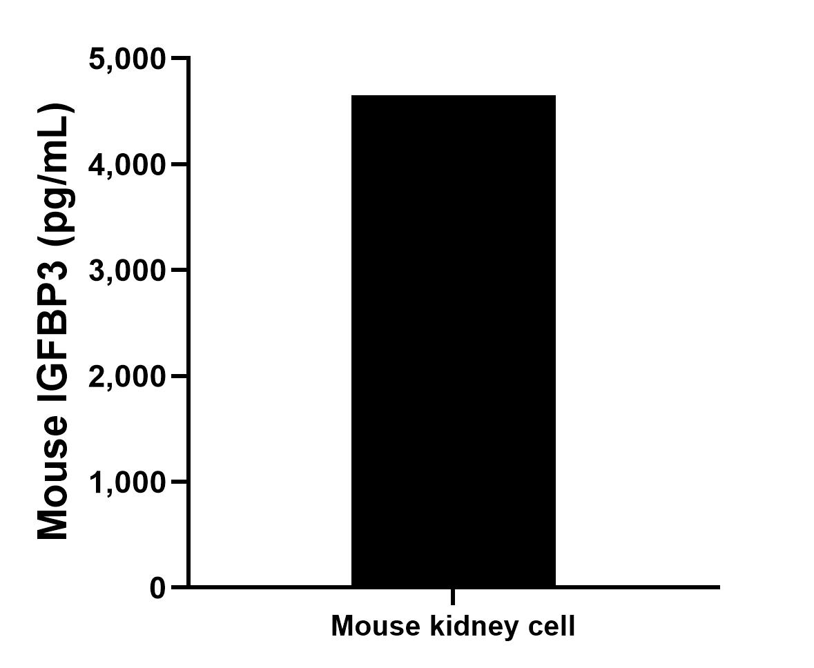 Mouse kidney tissue from one adult mouse (chopped in 1-2 mm piecesin 30 mL of medium) was cultured in RPMI supplemented with 10 % fetal calfserum and 50 μM β-mercaptoethanol. Aliquots of the cell culture supernates were removed, assayed for levels of mouse IGFBP3, and measured 4,654.1 pg/mL.