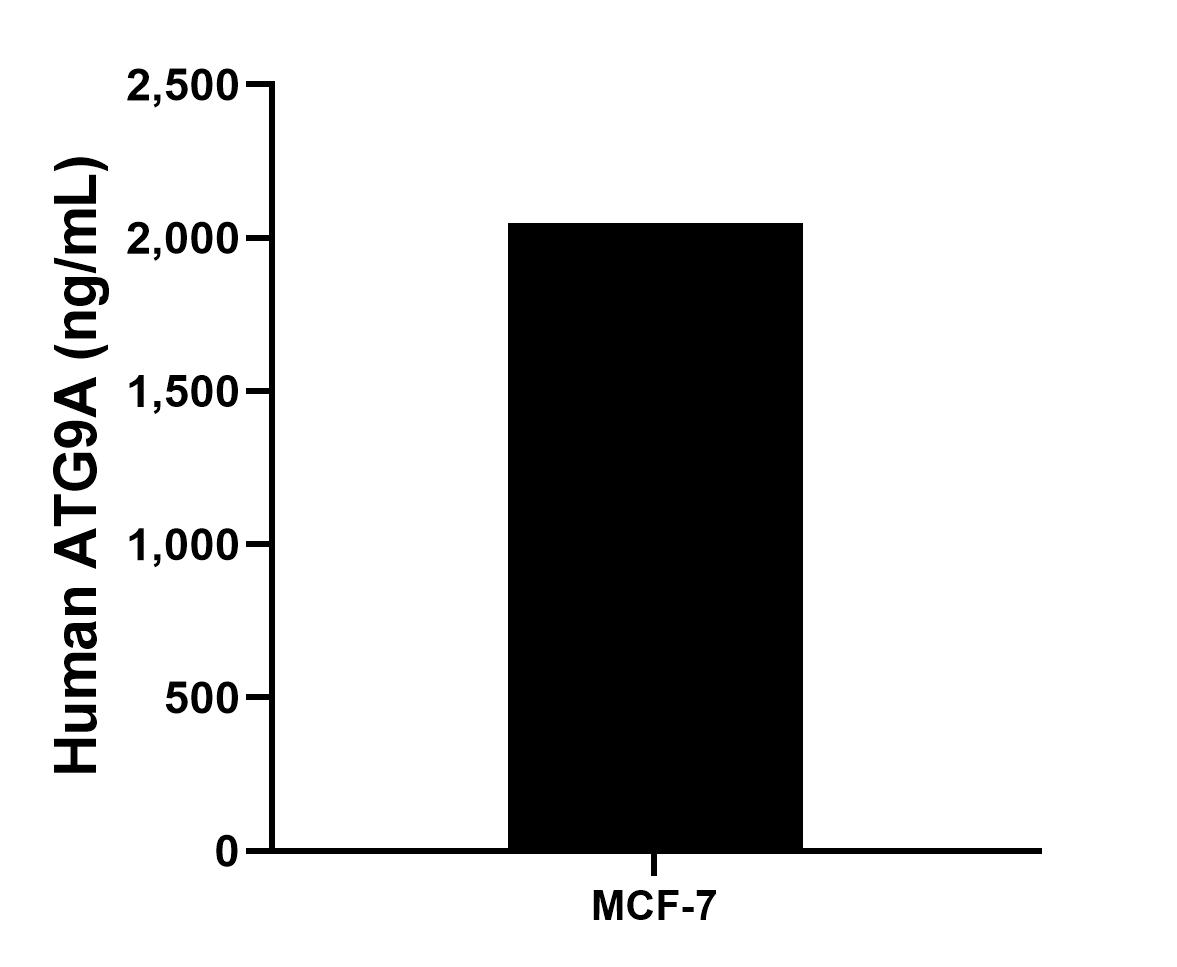 The mean ATG9A concentration was determined to be 2,049.94 ng/mL in MCF-7 cell extract based on a 1.2 mg/mL extract load.