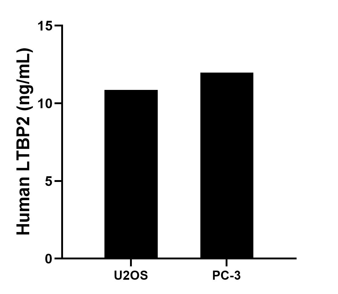 The mean LTBP2 concentration was determined to be 10.87 ng/mL in U2OS cell extract based on a 2.0 mg/mL extract load and 11.98 ng/mL in PC-3 cell extract based on a 1.6 mg/mL extract load. The mean LTBP2 concentration was determined to be 10.87 ng/mL in U2OS cell extract based on a 2.0 mg/mL extract load and 11.98 ng/mL in PC-3 cell extract based on a 1.6 mg/mL extract load.