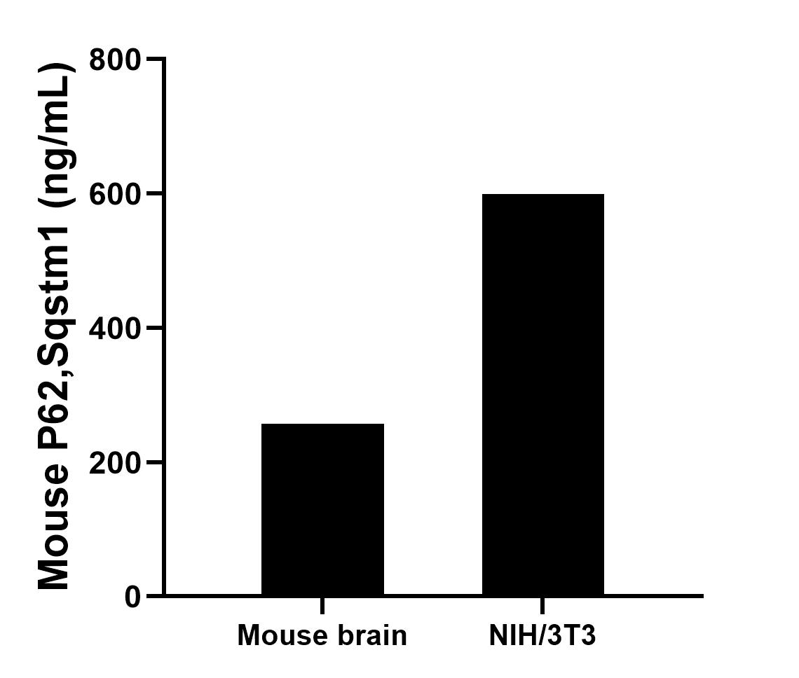 The mean P62,Sqstm1 concentration was determined to be 257.13 ng/mL in mouse brain tissue extract based on a 1.6 mg/mL extract load and 598.93 ng/mL in NIH/3T3 cell extract based on a 1.5 mg/mL extract load. 