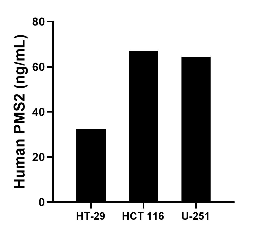 The mean PMS2 concentration was determined to be 32.56 ng/mL in HT-29 cell extract based on a 1.50 mg/mL extract load, 67.06 ng/mL in HCT 116 cell extract based on a 1.40 mg/mL extract load and 64.46 ng/mL in U-251 cell extract based on a 1.40 mg/mL extract load.