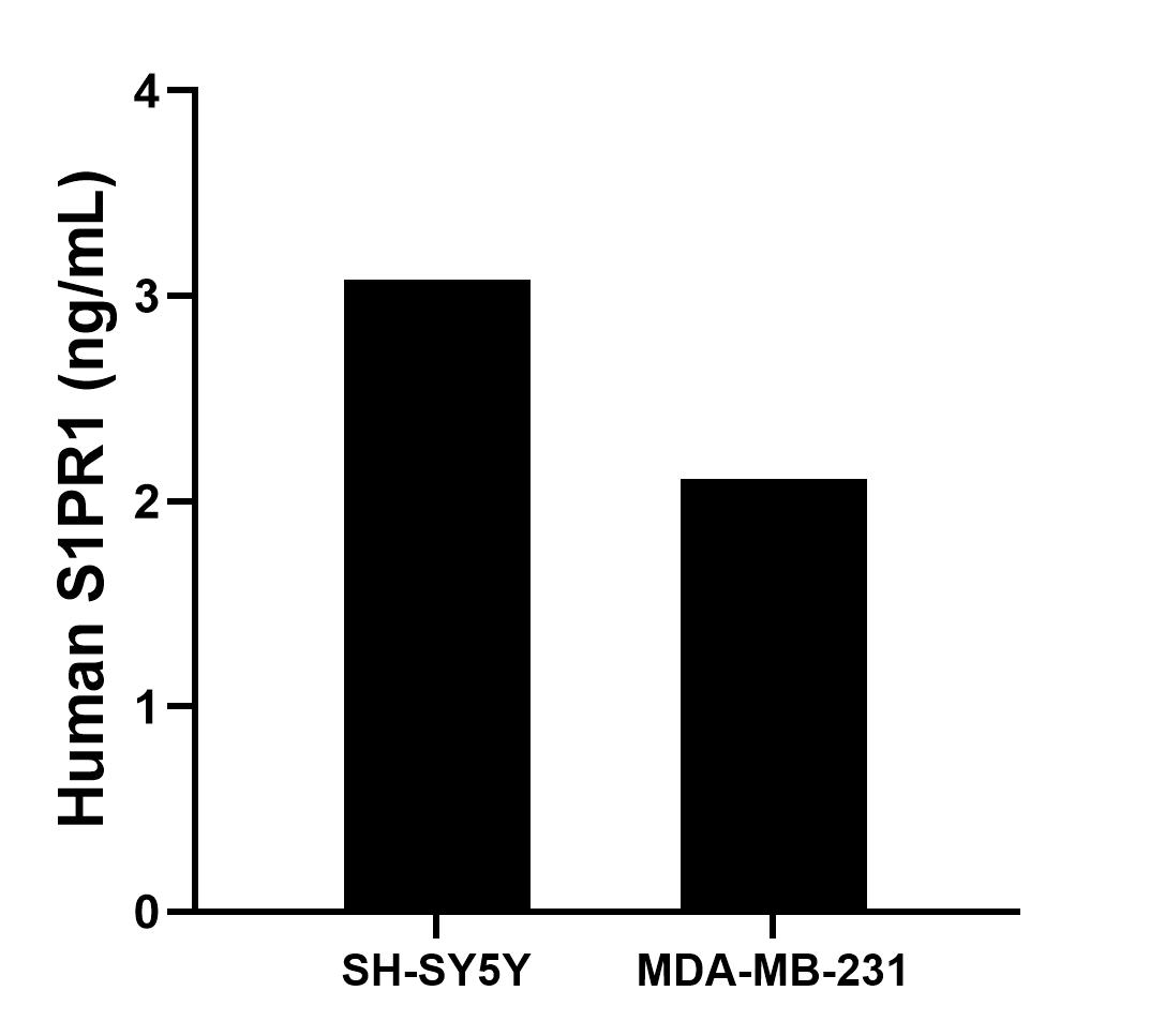 The mean S1PR1/EDG1 concentration was determined to be 3.08 ng/mL in SH-SY5Y cell extract based on a 3.2 mg/mL extract load and 2.11 ng/mL in MDA-MB-231 cell extract based on a 1.2 mg/mL extract load.	