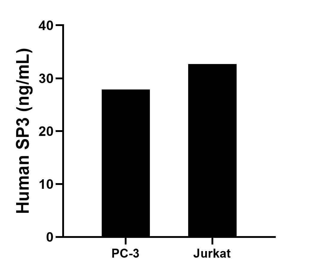 The mean SP3 concentration was determined to be 27.89 ng/mL in PC-3 cell extract based on a 2.50 mg/mL extract load and 32.69 ng/mL in Jurkat cell extract based on a 2.00 mg/mL extract load. 