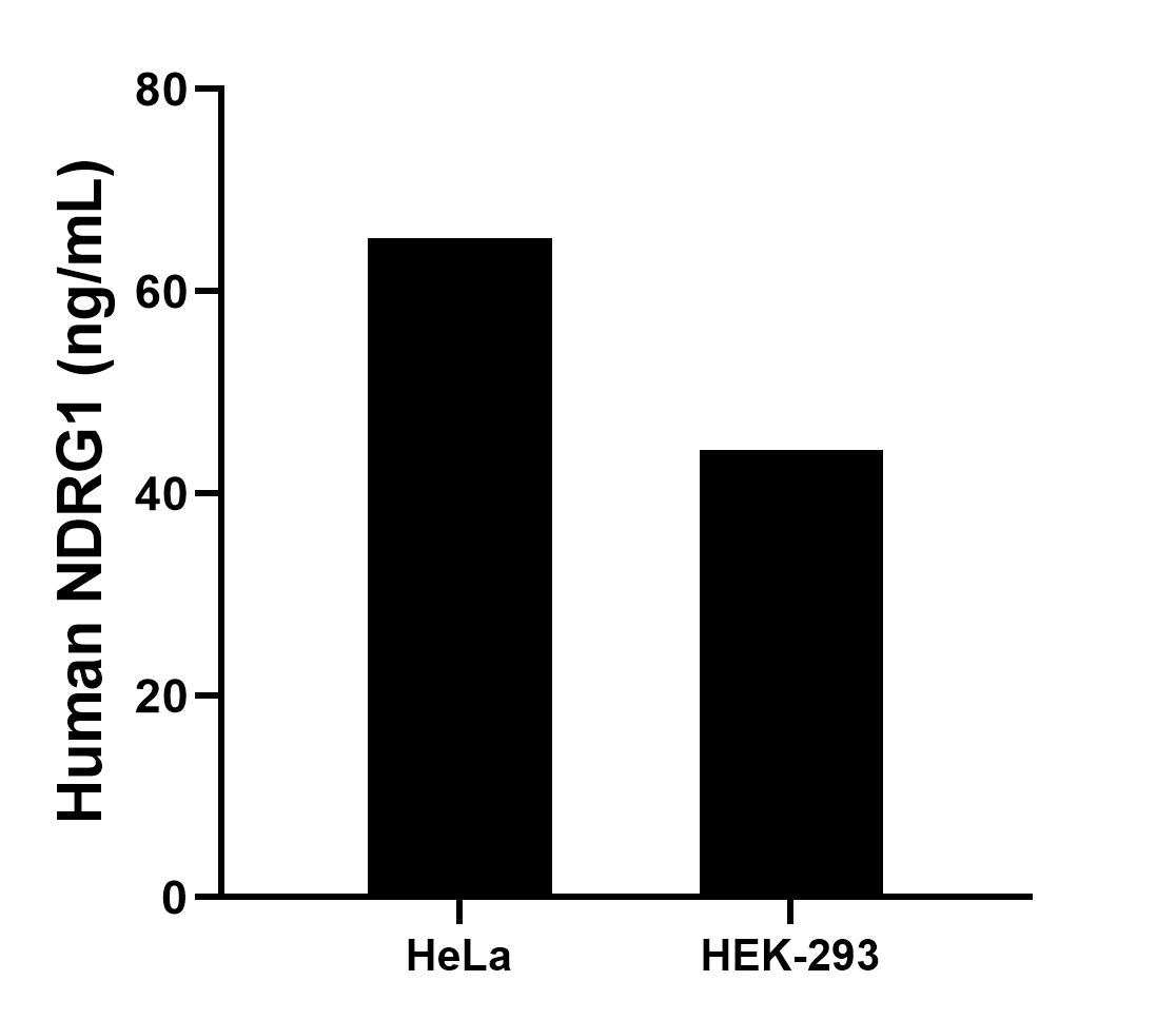 The mean NDRG1 concentration was determined to be 65.20 ng/mL in HeLa cell extract based on a 1.5 mg/mL extract load and 44.27 ng/mL in HEK-293 cell extract based on a 2.7 mg/mL extract load.	