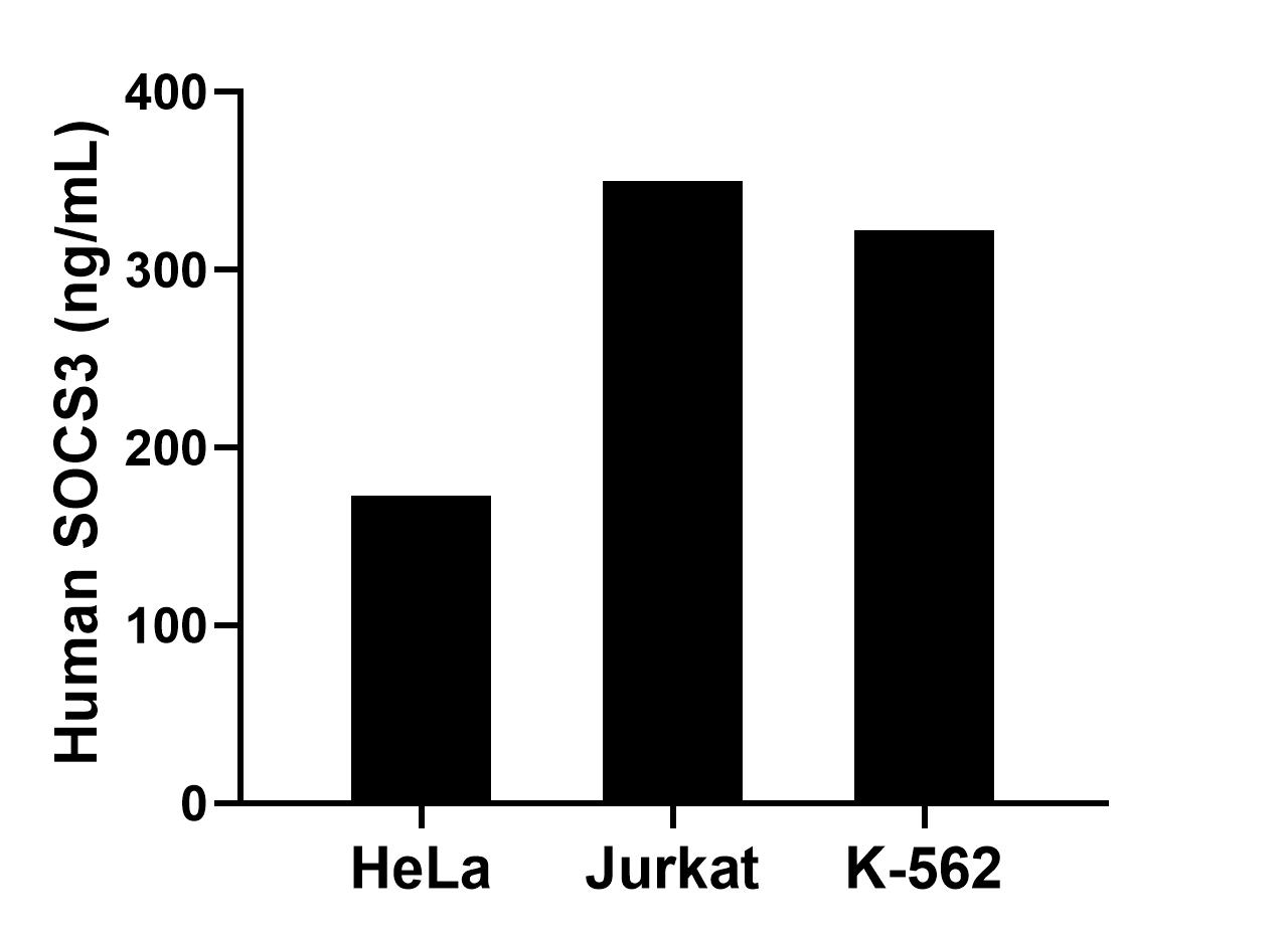 The mean SOCS3 concentration was determined to be 172.6 pg/mL in HeLa cell extract based on a 1.5 mg/mL extract load, 350.0 pg/mL in Jurkat cell extract based on a 3.1 mg/mL extract load and 322.1 pg/mL in K-562 cell extract based on a 2.5 mg/mL extract load.