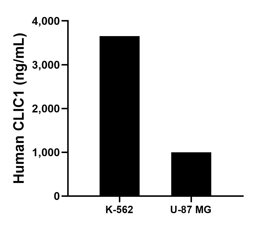 The mean CLIC1 concentration was determined to be 3,651.74 ng/mL in K-562 cell extract based on a 2.40 mg/mL extract load and 998.13 ng/mL in U-87 MG cell extract based on a 2.00 mg/mL extract load. The mean CLIC1 concentration was determined to be 3,651.74 ng/mL in K-562 cell extract based on a 2.40 mg/mL extract load and 998.13 ng/mL in U-87 MG cell extract based on a 2.00 mg/mL extract load.