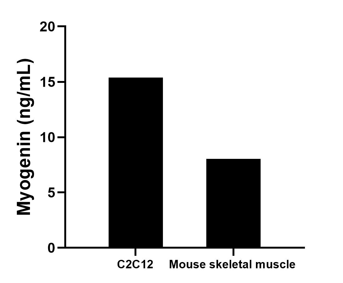 The mean Myogenin concentration was determined to be 15.4 ng/mL in C2C12 cell extract based on a 1.4 mg/mL extract load and 8.0 ng/mL in mouse skeletal muscle tissue extract based on a 1.7 mg/mL extract load. The mean Myogenin concentration was determined to be 15.4 ng/mL in C2C12 cell extract based on a 1.4 mg/mL extract load and 8.0 ng/mL in mouse skeletal muscle tissue extract based on a 1.7 mg/mL extract load.