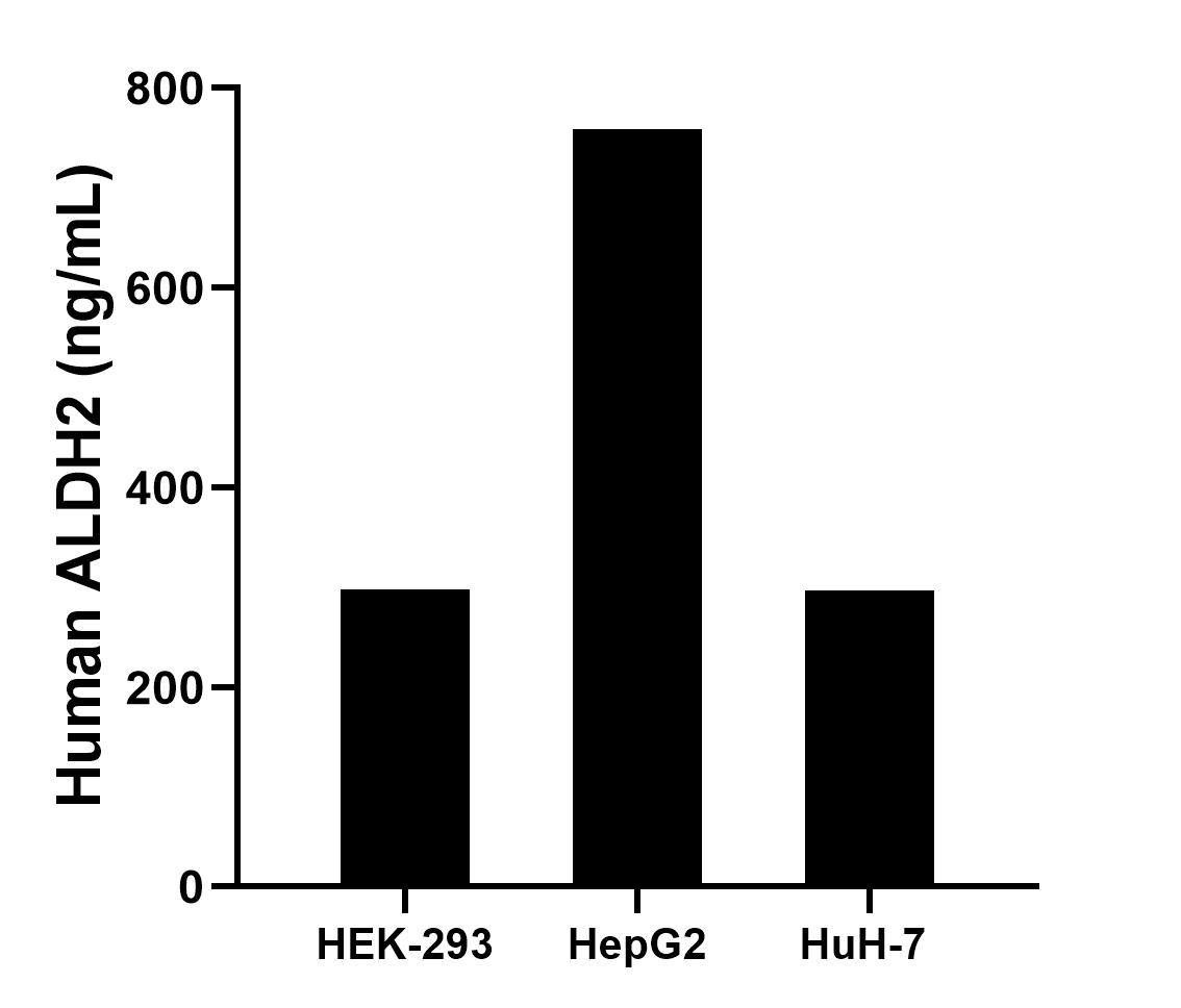 The mean ALDH2 concentration was determined to be 298.21 ng/mL in HEK-293 cell extract based on a 1.2 mg/mL extract load, 758.97 ng/mL in HepG2 cell extract based on a 1.2 mg/mL extract load and 296.77 ng/mL in HuH-7 cell extract based on a 1.2 mg/mL extract load. The mean ALDH2 concentration was determined to be 298.21 ng/mL in HEK-293 cell extract based on a 1.2 mg/mL extract load, 758.97 ng/mL in HepG2 cell extract based on a 1.2 mg/mL extract load and 296.77 ng/mL in HuH-7 cell extract based on a 1.2 mg/mL extract load.