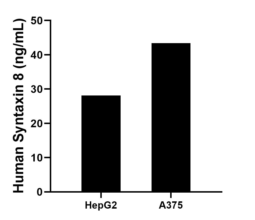The mean Syntaxin 8 concentration was determined to be 28.1 ng/mL in HepG2 cell extract based on a 1.2 mg/mL extract load, 43.4 ng/mL in A375 cell extract based on a 1.6 mg/mL extract load. The mean Syntaxin 8 concentration was determined to be 28.1 ng/mL in HepG2 cell extract based on a 1.2 mg/mL extract load, 43.4 ng/mL in A375 cell extract based on a 1.6 mg/mL extract load.