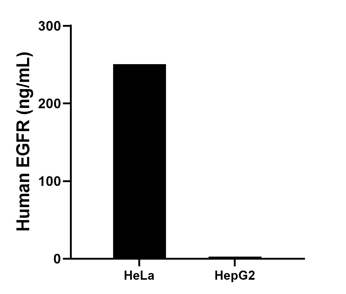 The mean EGFR concentration was determined to be 250.71 ng/mL in HeLa cell extract based on a 4.4 mg/mL extract load and 2.64 ng/mL in HepG2 cell extract based on a 4.1 mg/mL extract load. The mean EGFR concentration was determined to be 250.71 ng/mL in HeLa cell extract based on a 4.4 mg/mL extract load and 2.64 ng/mL in HepG2 cell extract based on a 4.1 mg/mL extract load.