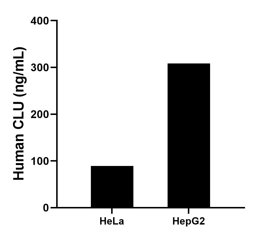 HeLa and HepG2 were cultured in DMEM supplemented with 10% fetal bonive serum, 2.5 mM L-glutamine, 100 U/mL penicillin, and 100 μg/mL streptomycin sulfate. An aliquot of the cell culture supernate was removed, assayed for human CLU, and measured 89.23 and 308.39 ng/mL. HeLa and HepG2 were cultured in DMEM supplemented with 10% fetal bonive serum, 2.5 mM L-glutamine, 100 U/mL penicillin, and 100 μg/mL streptomycin sulfate. An aliquot of the cell culture supernate was removed, assayed for human CLU, and measured 89.23 and 308.39 ng/mL.