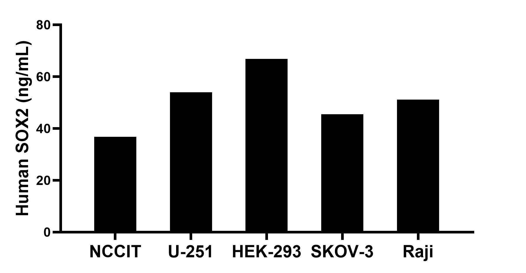 The mean SOX2 concentration was determined to be 36.70 ng/mL in NCCIT cell extract based on a 1.10 mg/mL extract load, 54.00 ng/mL in U-251 cell extract based on a 1.20 mg/mL extract load, 66.90 ng/mL in HEK-293 cell extract based on a 1.20 mg/mL extract load, 45.50 ng/mL in SKOV-3 cell extract based on a 1.20 mg/mL extract load and 51.10 ng/mL in Raji cell extract based on a 1.20 mg/mL extract load. The mean SOX2 concentration was determined to be 36.70 ng/mL in NCCIT cell extract based on a 1.10 mg/mL extract load, 54.00 ng/mL in U-251 cell extract based on a 1.20 mg/mL extract load, 66.90 ng/mL in HEK-293 cell extract based on a 1.20 mg/mL extract load, 45.50 ng/mL in SKOV-3 cell extract based on a 1.20 mg/mL extract load and 51.10 ng/mL in Raji cell extract based on a 1.20 mg/mL extract load.