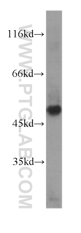 WB analysis of human testis using 60086-1-Ig