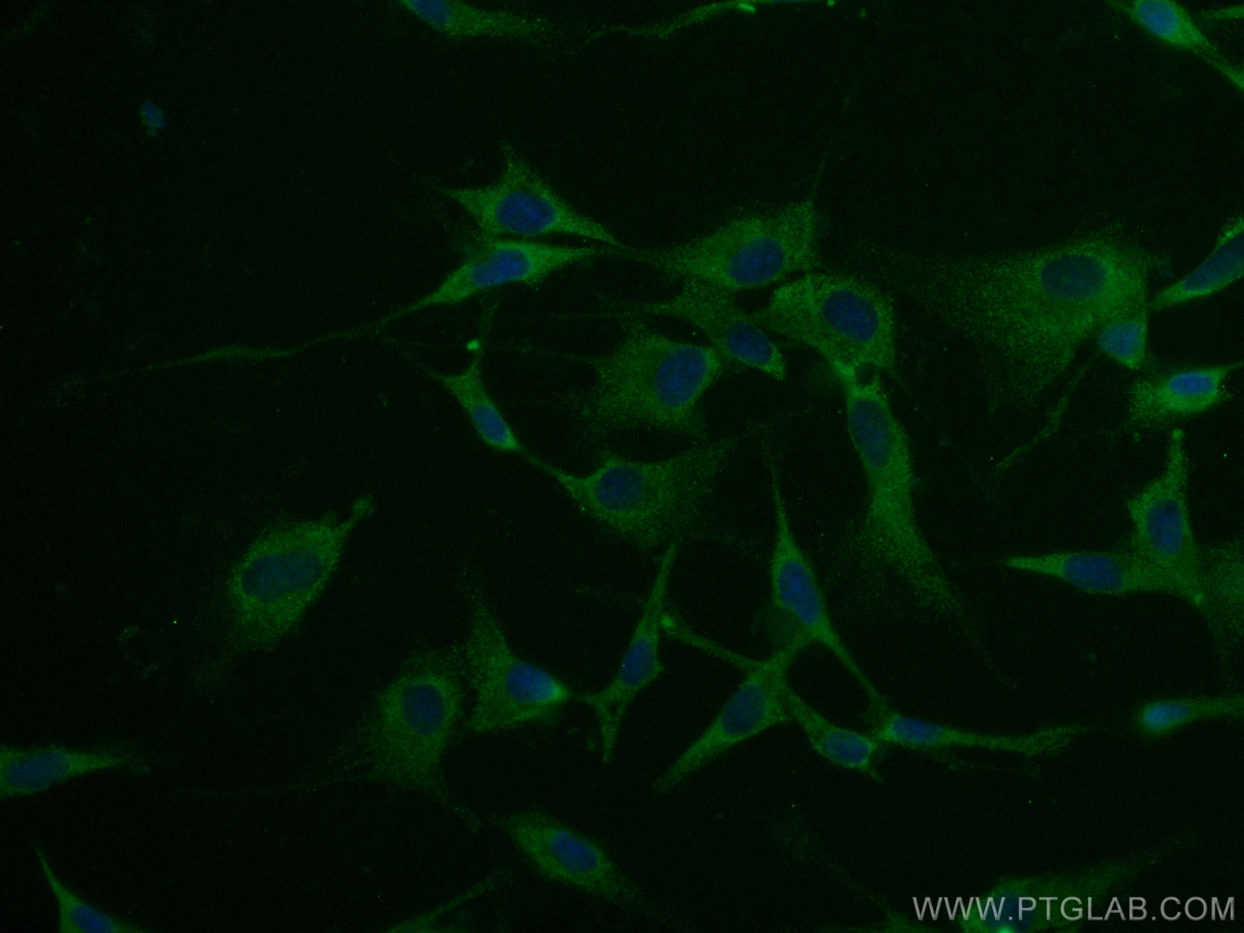 IF Staining of MDCK using CL488-66542