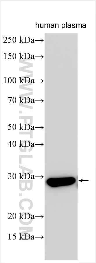 WB analysis using 31813-1-AP