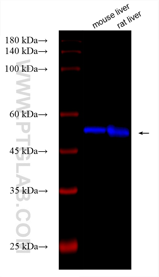 WB analysis using CL750-83280